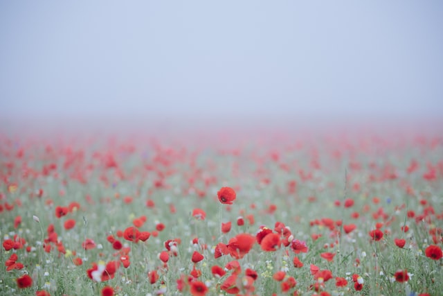 a field of poppies